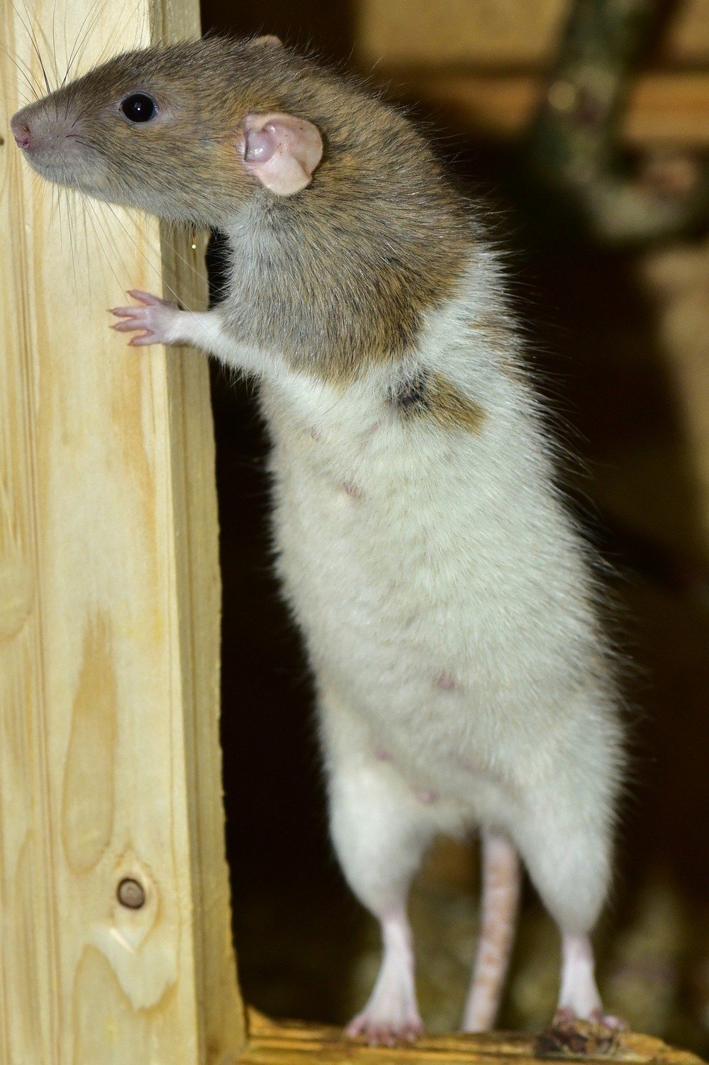 Rat Pest Control Stevenage, Hertfordshire