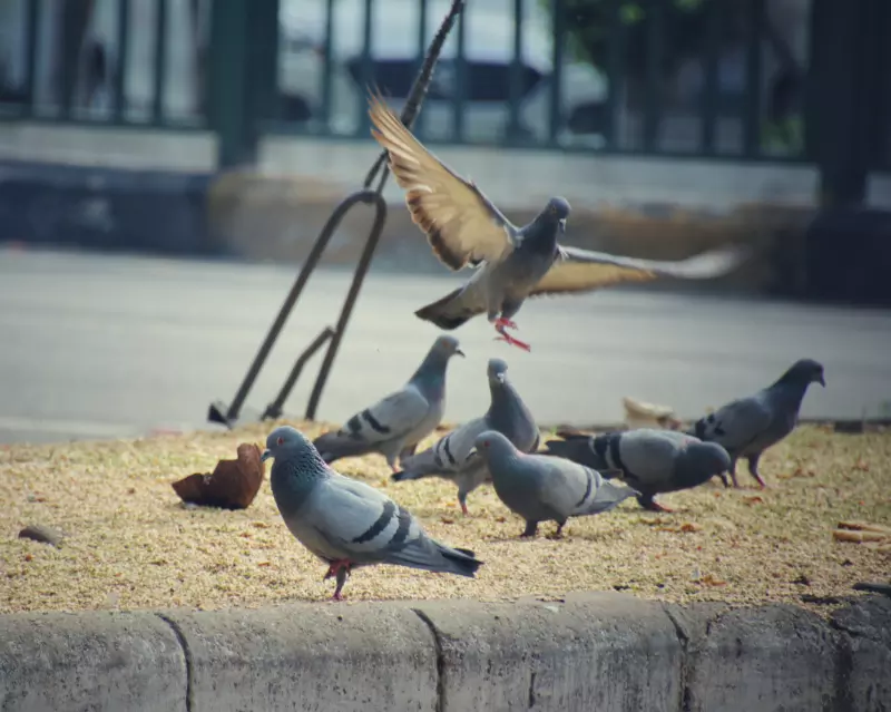 Why Do Birds Need To Be Controlled