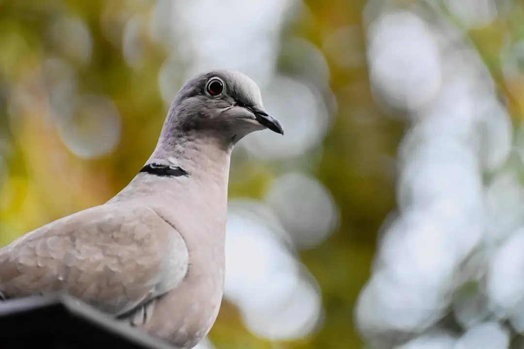 Why Do Birds Need To Be Controlled