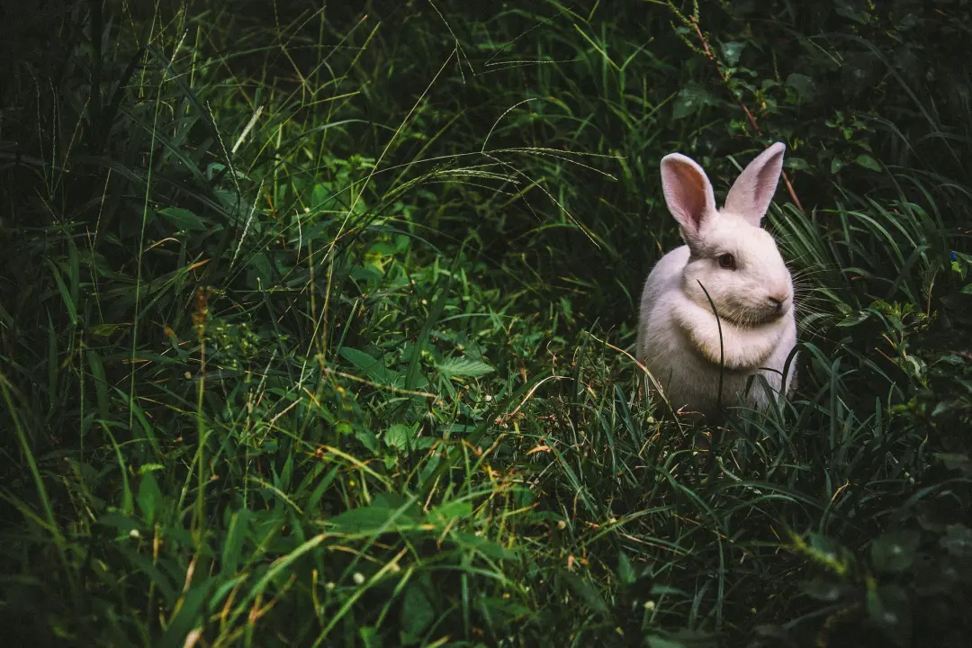 controlling rabbit numbers Stevenage, Hertfordshire