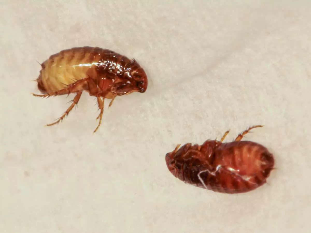 Why Do I Suddenly Have Fleas In My House? 