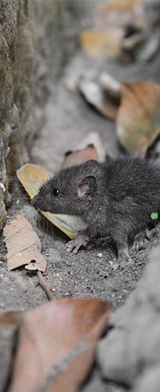 rat pest control Stevenage Hertfordshire 