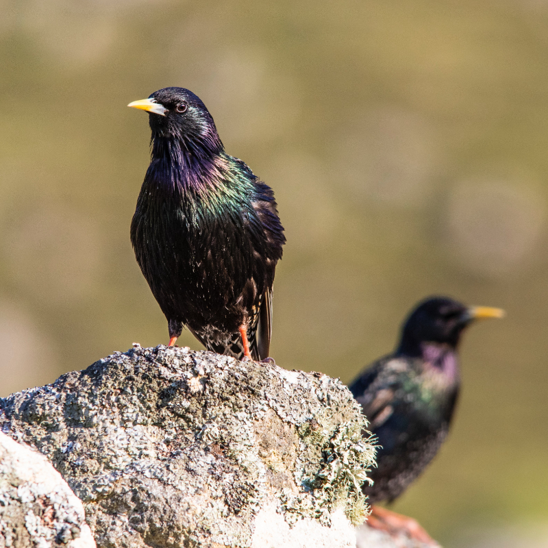 Starlings - Birds Which Need To Be Controlled