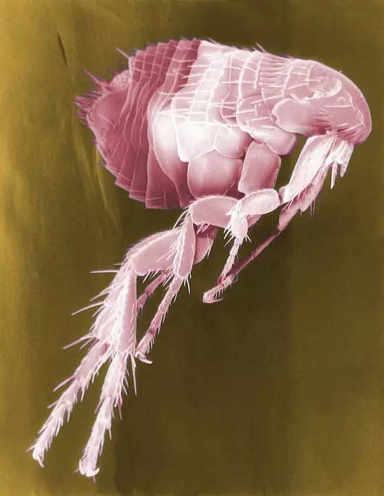 Controlling Flea Infestations Stevenage, Leighton Buzzard, Luton, St Albans, Hemel Hempstead, Hertford, Hitchin, Bedford, Hertfordshire