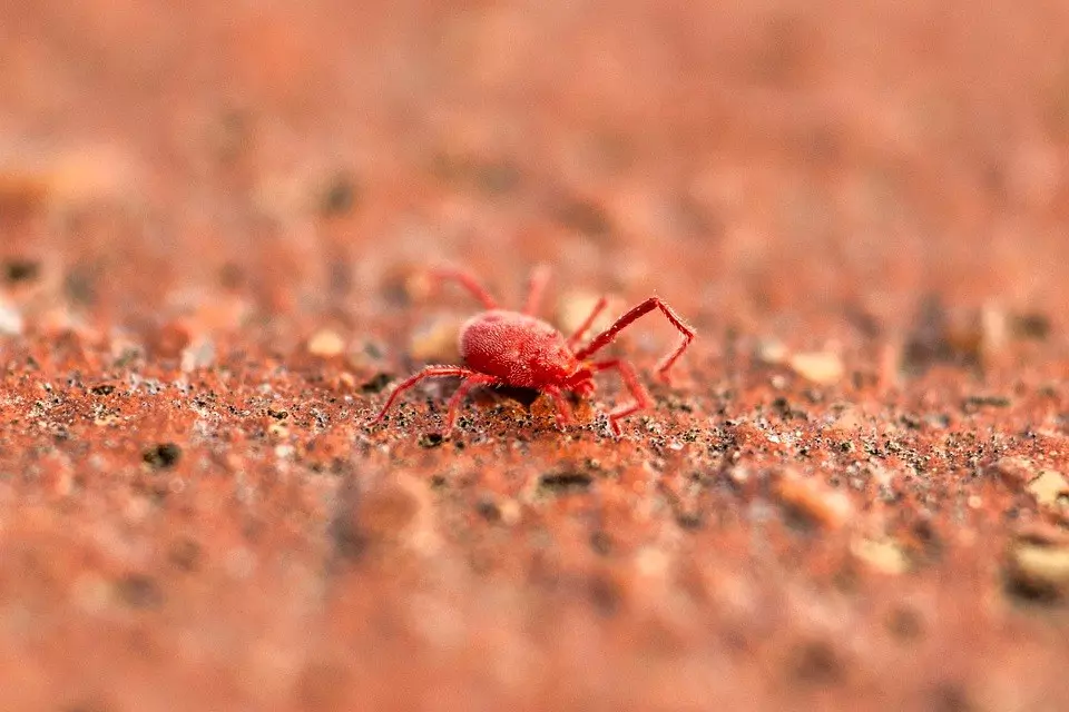 How Are Fleas Controlled