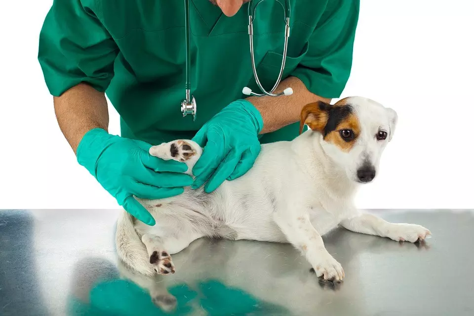 Common Signs of Fleas Stevenage, Leighton Buzzard, Luton, St Albans, Hemel Hempstead, Hertford, Hitchin, Bedford, Hertfordshire