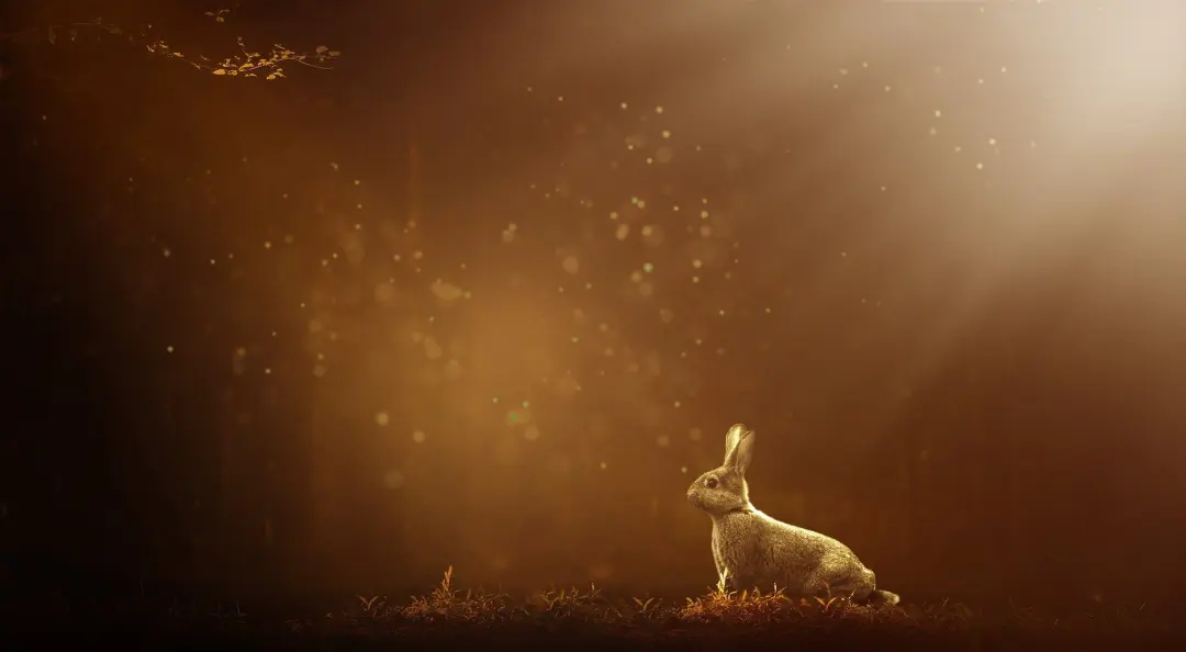 The Common Rabbit and how it can be controlled