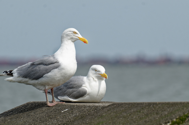 Gulls - Birds Which Need To Be Controlled