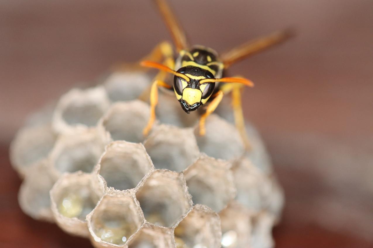 wasp-hive