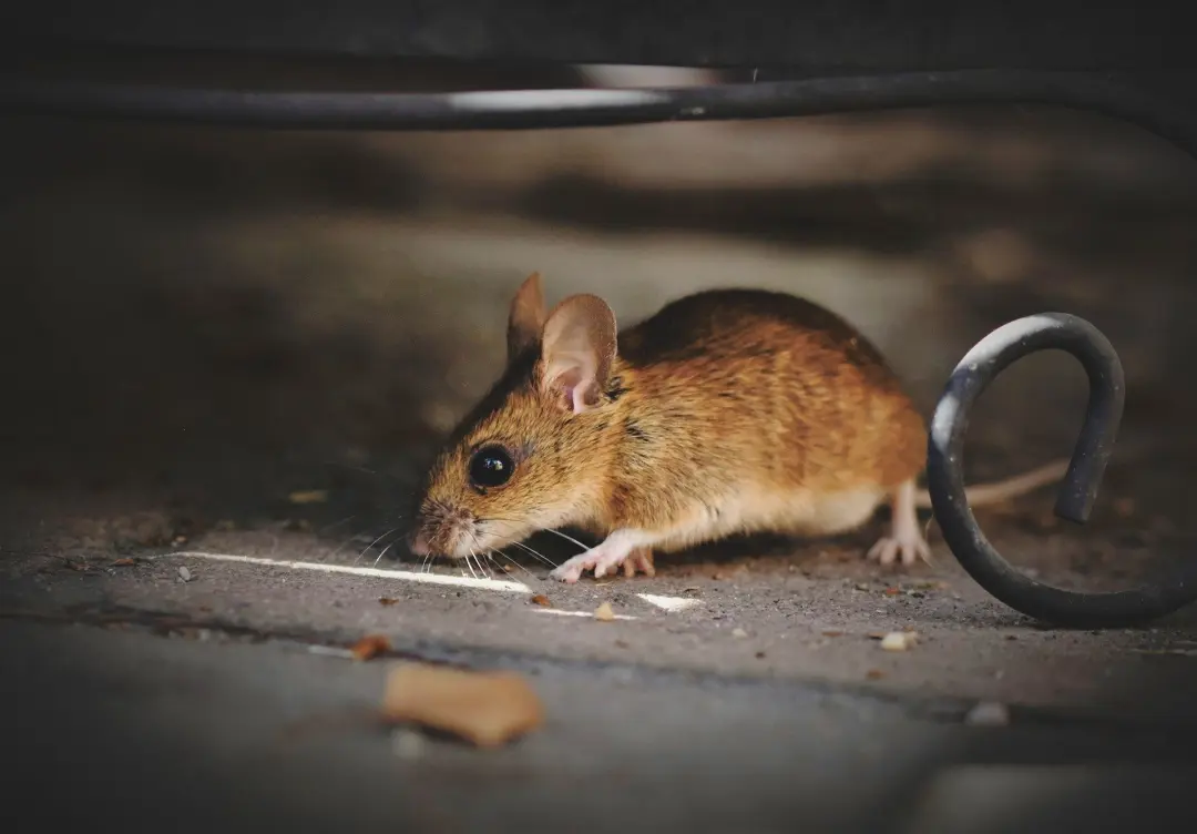 How to Get Rid of Mice