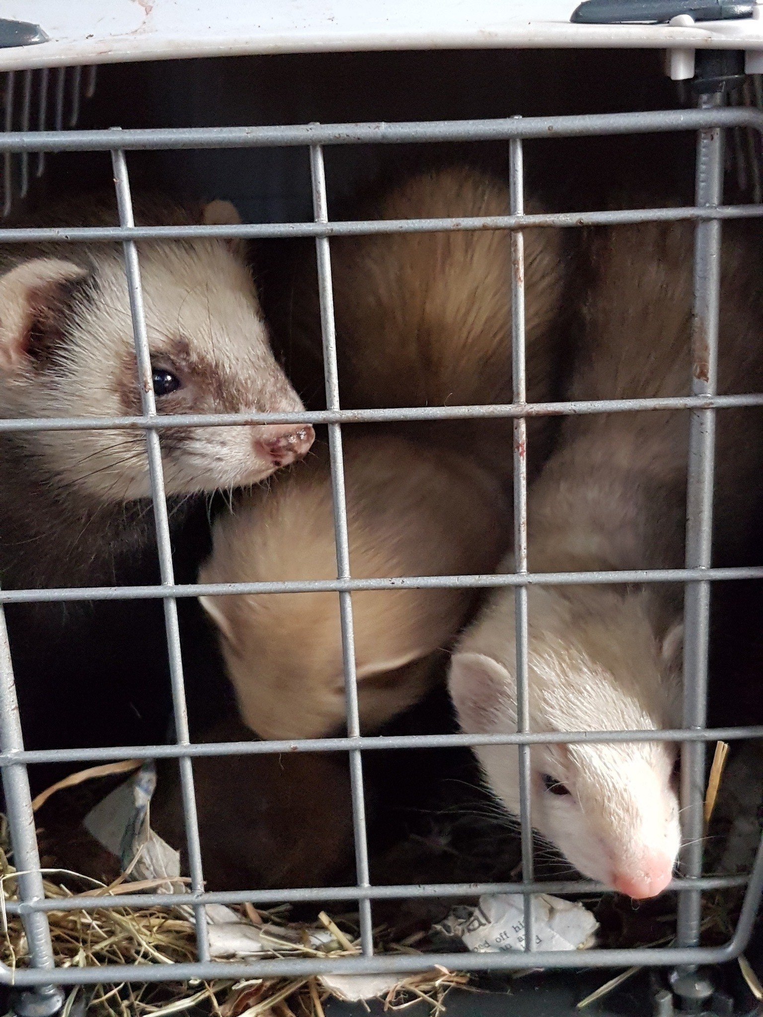 Rodents, rats and mice pest control Stevenage, Leighton Buzzard, Luton, St Albans, Hemel Hempstead, Hertford, Hitchin, Bedford, Hertfordshire