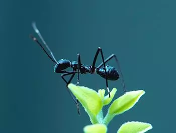 black garden ant identification