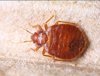 close up view of a bed bug