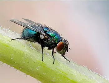 close up view of a common blue fly