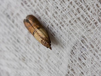 close up view of a cloth moth