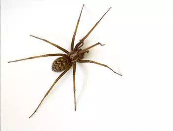 view of a common house spider