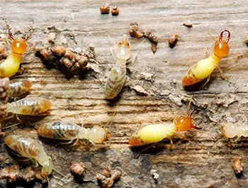 termites on a wood plank