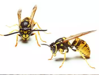 view of 2 wasps