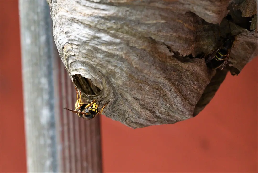 Wasp Nest Removal in Stevenage, Hertfordshire