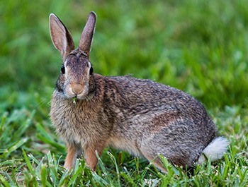 view of european rabbit on a field