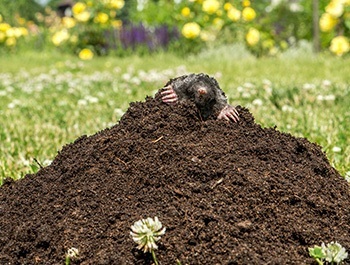 common garden mole on top of a mole hill