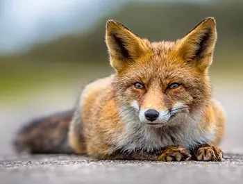 a red fox sat on the floor