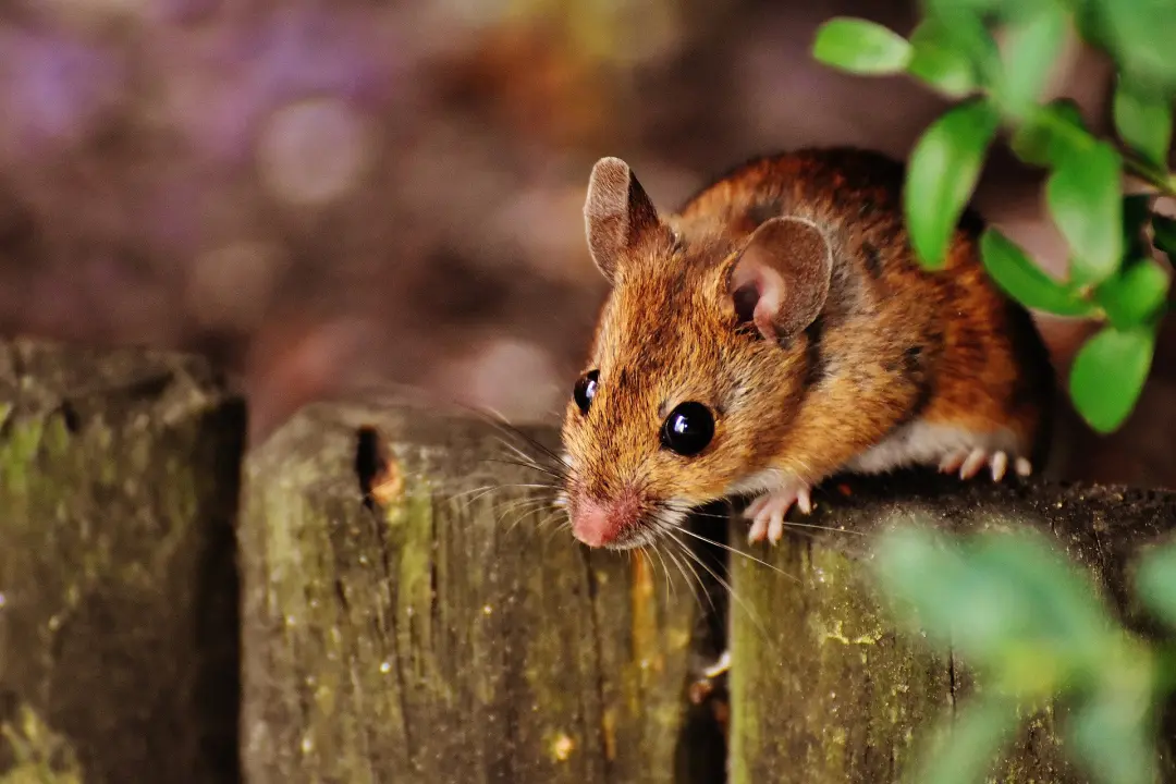Mice problem in Stevenage, Hertfordshire