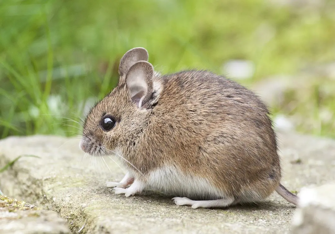 BPCA certified technicians (British Pest Control Association) Mice control Stevenage, Hertfordshire