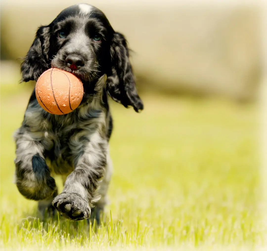 How Are Fleas Controlled - Treatment of Pets