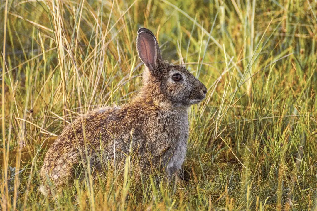 Rabbit Pest Control Stevenage, Hertfordshire