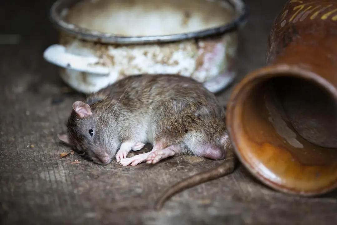 Where to Check for Rats