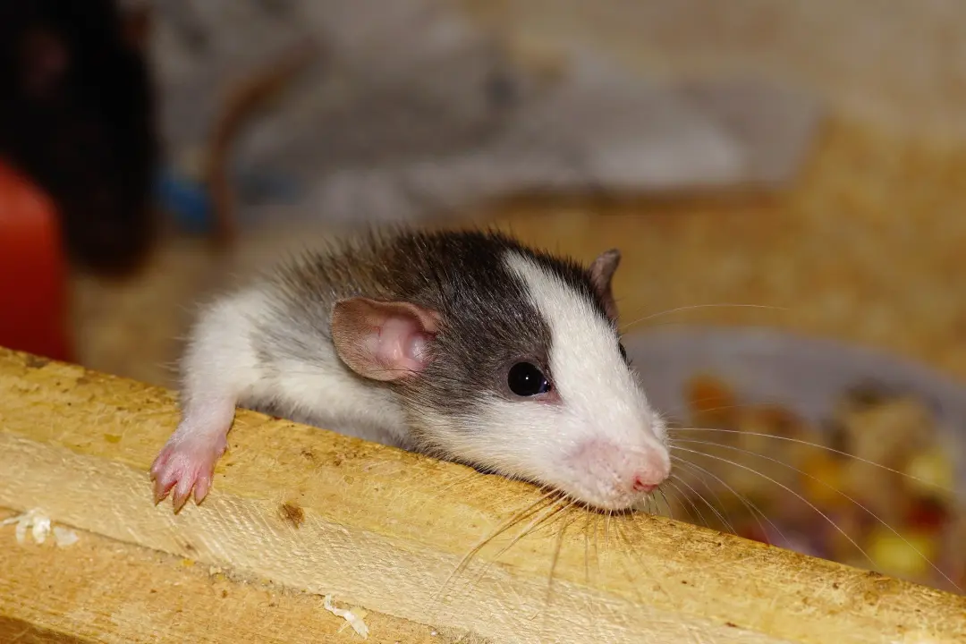 Signs of Rat Infestations Stevenage, Hertfordshire