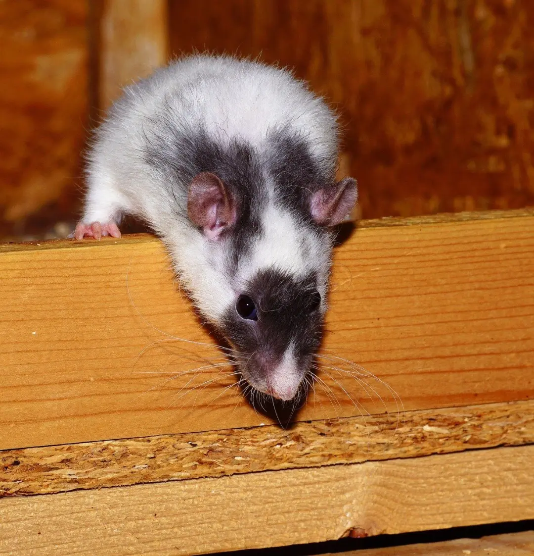 Types of rat in the UK