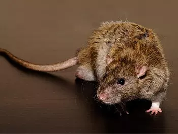 brown rat identification