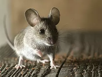 house mouse identification