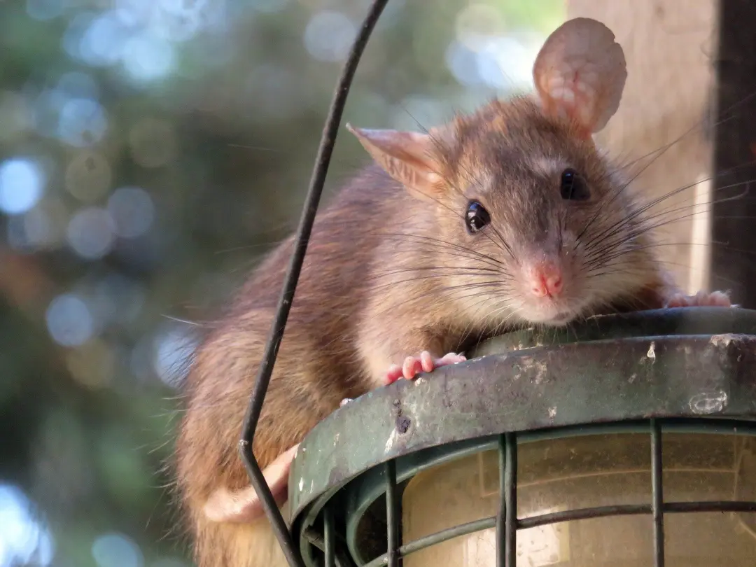 What Kind Of Damage Can Rats Cause
