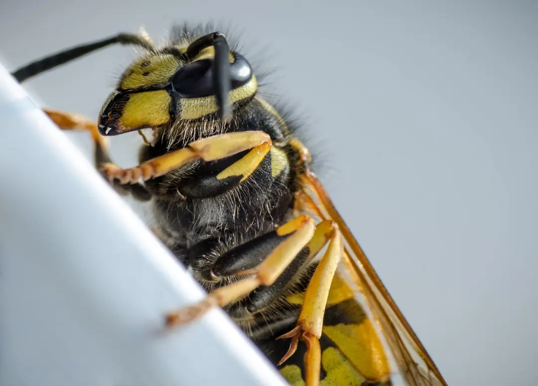 Wasp Pest Control Stevenage, Hertfordshire
