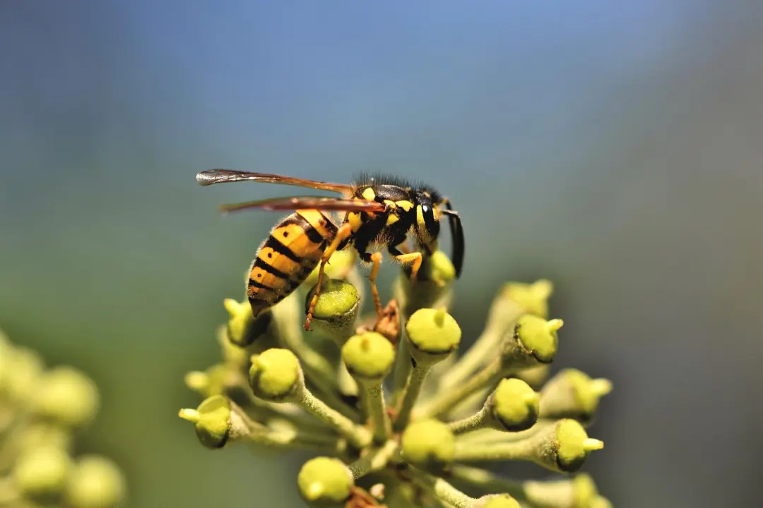 Common types of wasps in the UK 