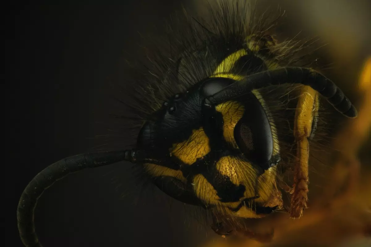 Are Wasps In House Dangerous?