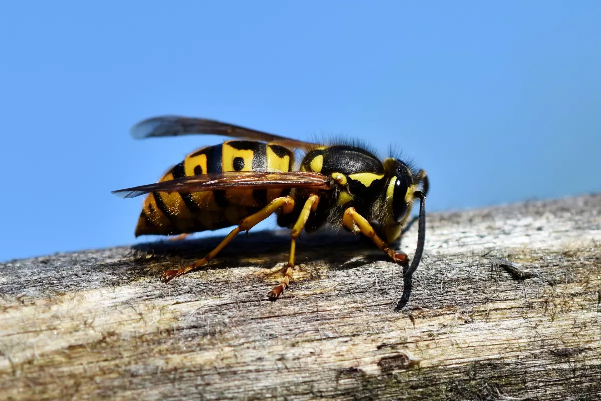 How Dangerous Are Wasps