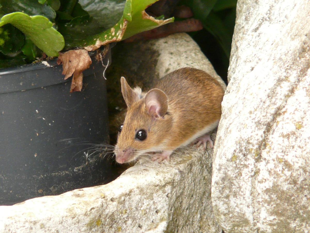 wood-mouse Pest Advice For Controlling House Mice